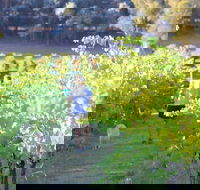 Tallagandra Hill Winery - Accommodation Search