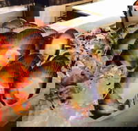 Cafe at the Hyatt Regency Perth - Accommodation Search