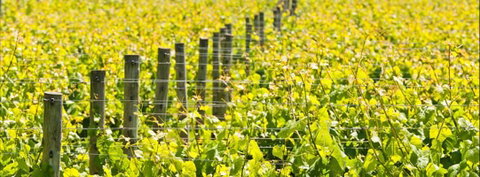 Curlewis Winery - Accommodation Search 2