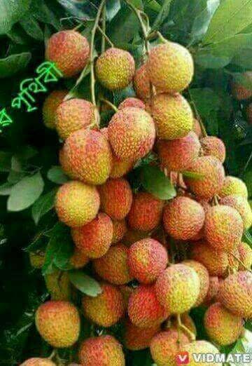 SA's Smokin Pizza - Accommodation Search 0