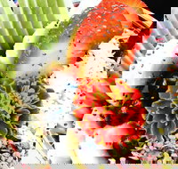 Wildernis Cafe and Bar - Accommodation Search