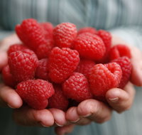 Christmas Hills Raspberry Farm Cafe - Accommodation Search