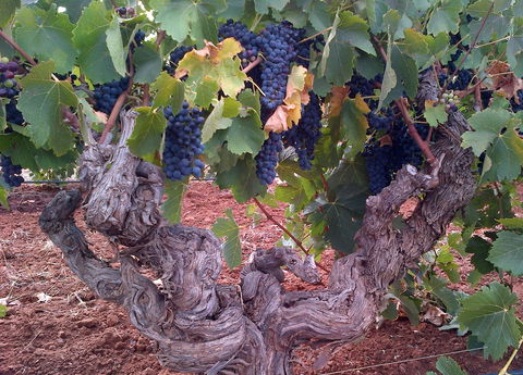 John Duval Wines - Accommodation Search 2