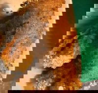 Kappaya - Accommodation Search