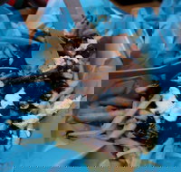 Two Hands Bar - Accommodation Search