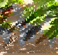 Waybourne Winery - Accommodation Search