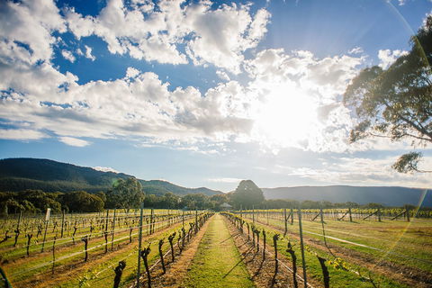 Fallen Giants Vineyard - Accommodation Search 0