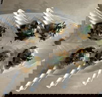 Cudgen Surf Club Bar  Bistro - Accommodation Search