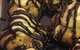 Cuisines - thumb 19