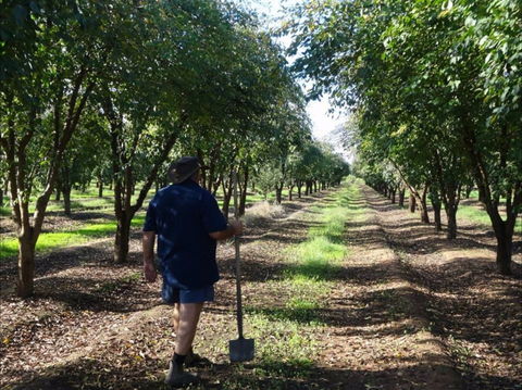 Catania Fruit Salad Farm Griffith - Accommodation Search 1