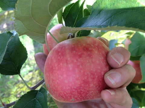 Darkes Glenbernie Orchard - Accommodation Search 0