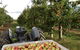 Darkes Glenbernie Orchard - thumb 2