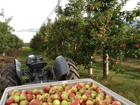 Darkes Glenbernie Orchard - Accommodation Search 2