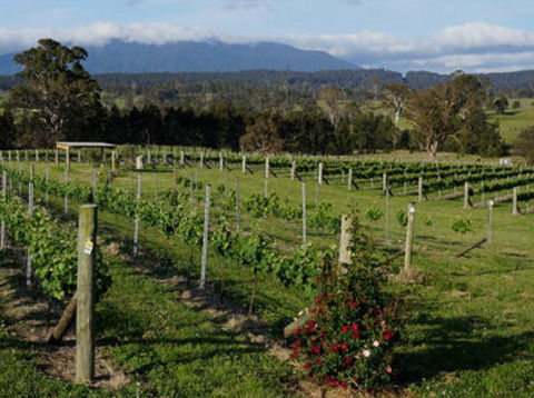 Rusty Fig Wines - Accommodation Search 2