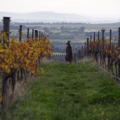Barwon Ridge Wines - Accommodation Search 0