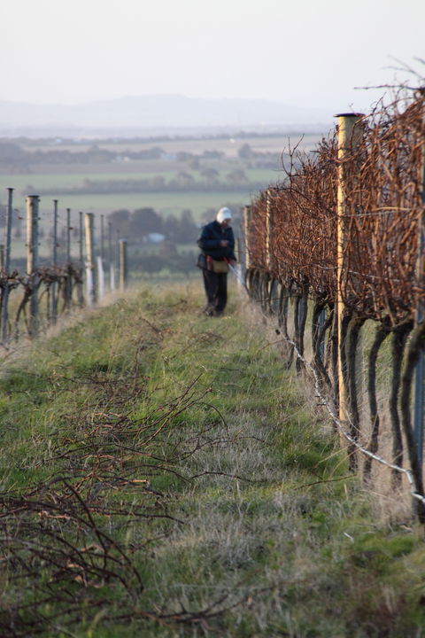 Barwon Ridge Wines - Accommodation Search 2