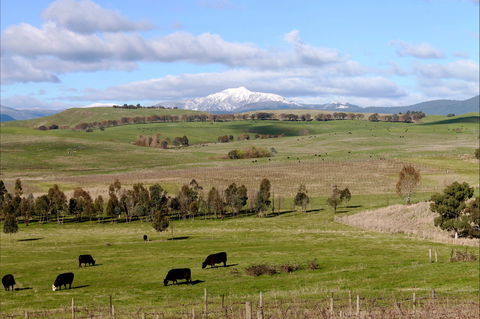 Delatite Winery - Accommodation Search 0