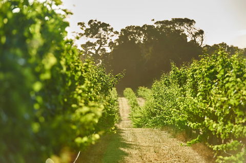 Cape Mentelle Vineyards - Accommodation Search 2