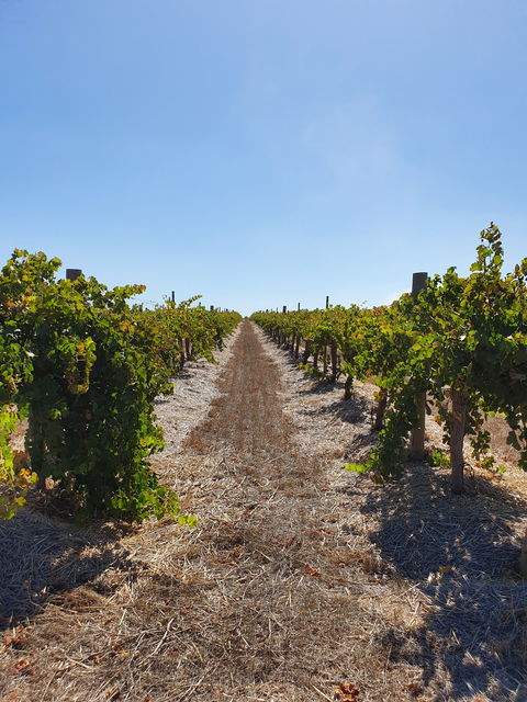 Ulster Park Wines - Accommodation Search 2