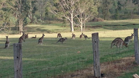 Mistletoe Winery - Accommodation Search 1