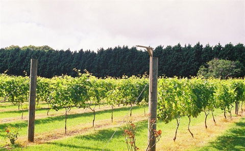 Cedar Creek Estate Vineyard & Winery Restaurant - Accommodation Search 16