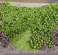 Wattle Hill Olives - Accommodation Search