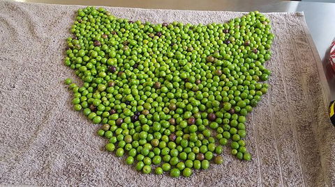 Wattle Hill Olives - Accommodation Search 0