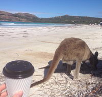 Lucky Bean - Accommodation Search