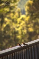 Harris River Estate Winery - Accommodation Search 2