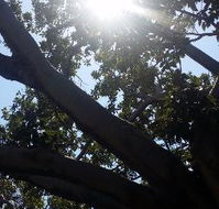 The Season Tree - Accommodation Search