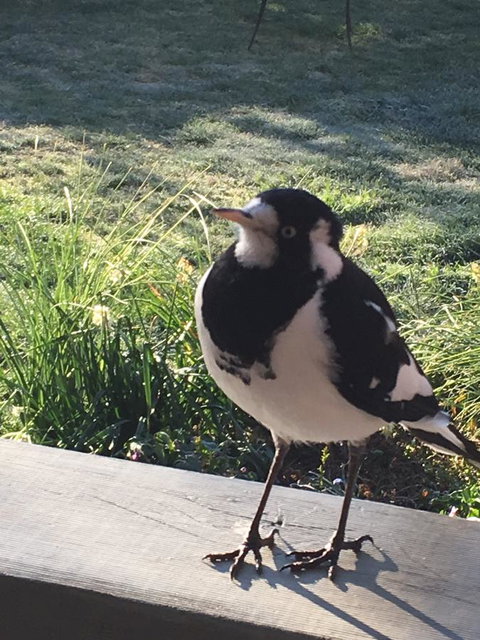 Finches Canberra - Accommodation Search 26