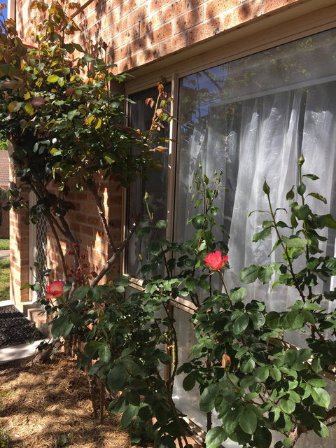 Finches Canberra - Accommodation Search 30