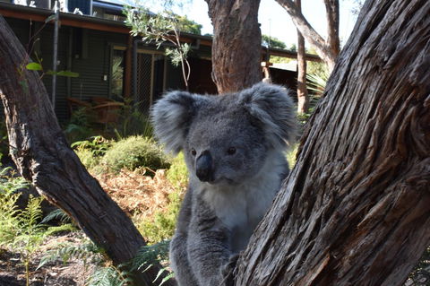 Kangaroo Island Wilderness Retreat - Accommodation Search 6