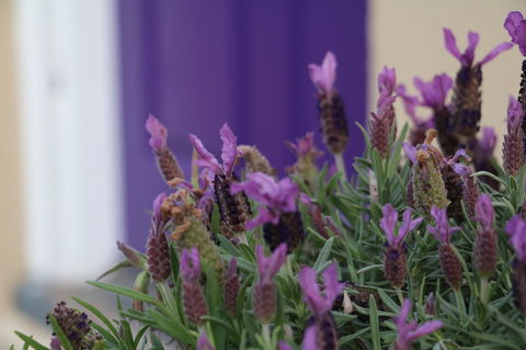 The Purple Door On Seaview - Accommodation Search 0