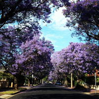 Book Wayville Accommodation Vacations Accommodation Search Accommodation Search