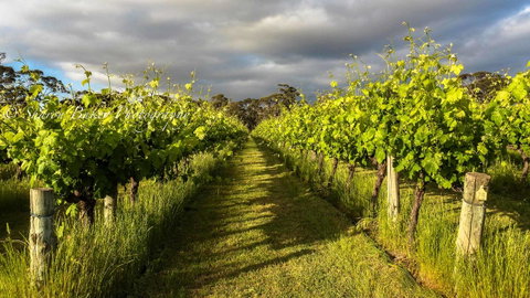 Shadow Creek McLaren Vale - Accommodation Search 20