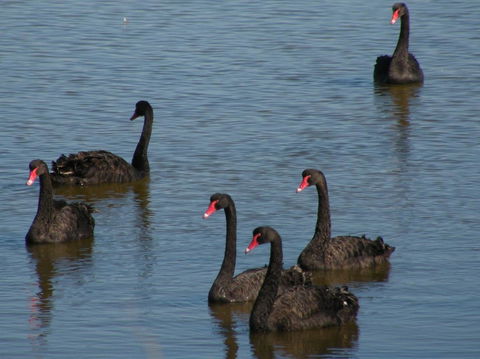 Coorong Waterfront Retreat - Accommodation Search 26