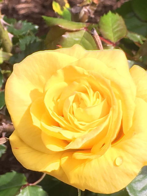 Wine And Roses Bed And Breakfast - Accommodation Search 41