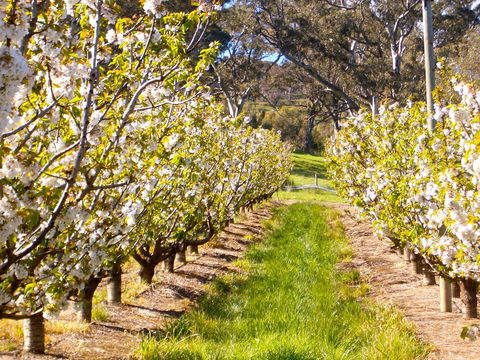 STUDIO ECHUNGA Adelaide Hills - Accommodation Search 18