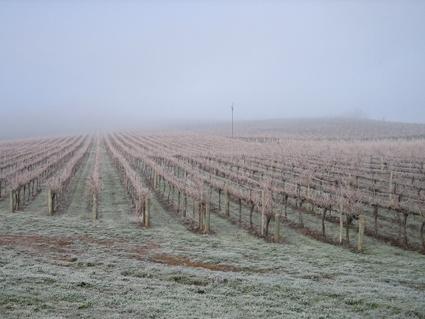 Vineyard Cottage BnB - Accommodation Search 12