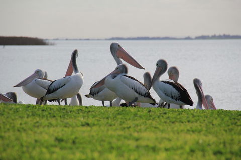 Lake Albert Motel - Accommodation Search 16