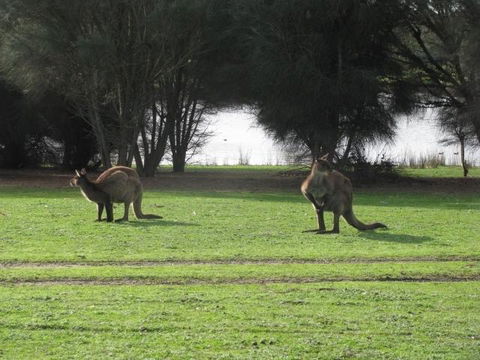 Discovery Parks - Kangaroo Island - Accommodation Search 40