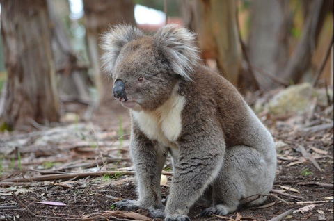 Discovery Parks - Kangaroo Island - Accommodation Search 38