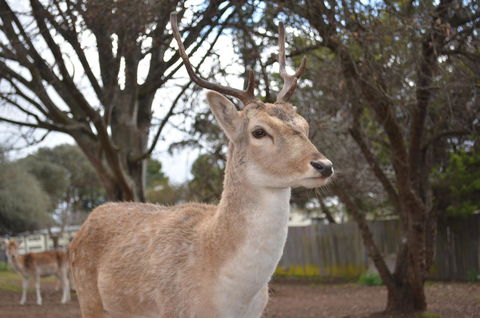 Deer Park Motor Inn Armidale - Accommodation Search 22