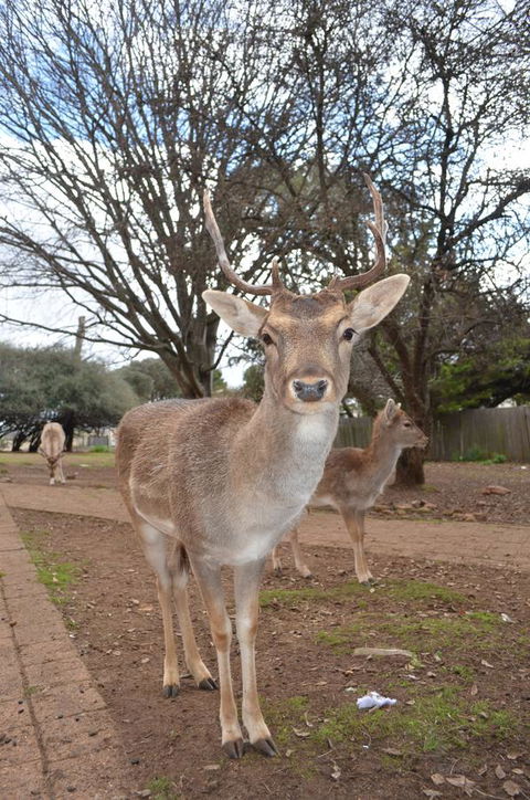 Deer Park Motor Inn Armidale - Accommodation Search 23