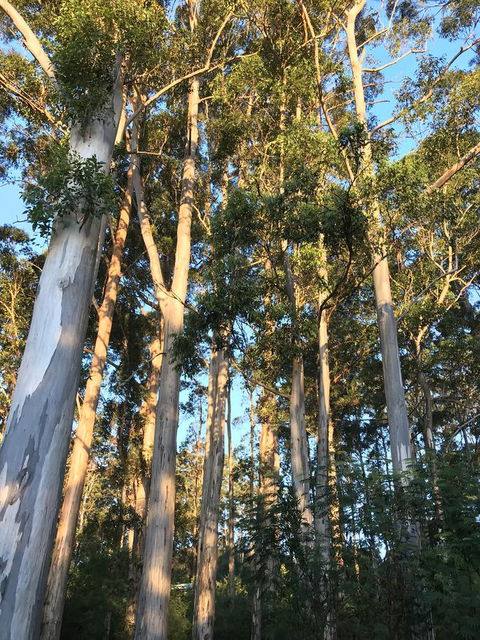 Forest Lodge Resort - Accommodation Search 37
