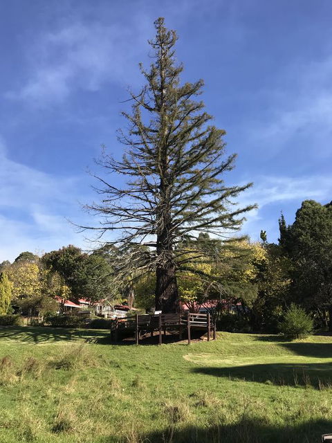 Forest Lodge Resort - Accommodation Search 38