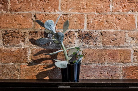 Chippendale Â· Quaint 1880â€™s Sydney Chippendale Terrace House - Accommodation Search 9