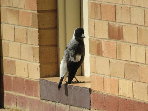 Allonville Gardens Motel - Accommodation Search 34