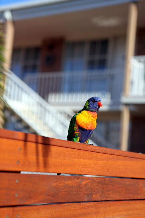 Summerhill Motor Inn - Accommodation Search 30